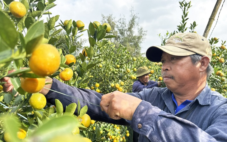 Làng nghề chổi đót Chiêm Sơn hối hả chạy đua đơn hàng cuối năm - Ảnh 14.