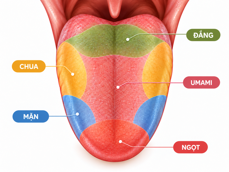Hiểu về vị đắng trong cà phê - Ảnh 2.