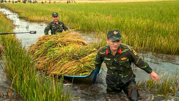 Bộ đội Cà Mau xuống đồng giúp dân cứu lúa bị ngập - Ảnh 1.