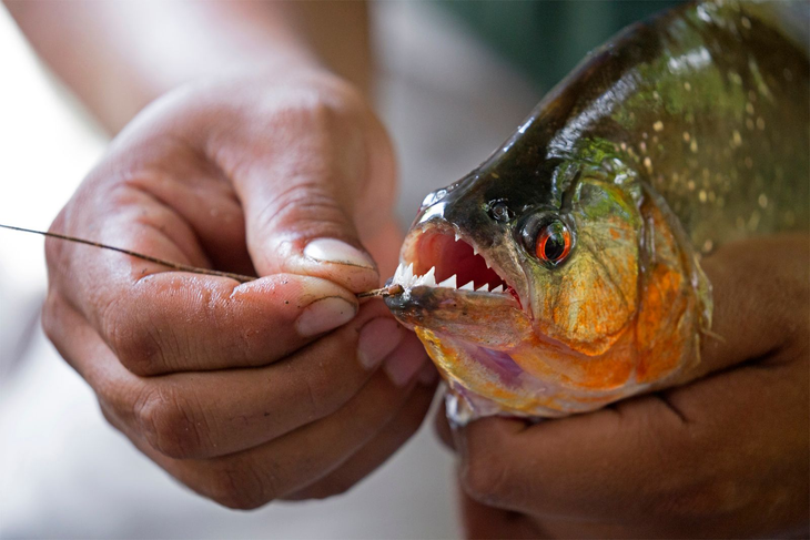 Malaysia báo động vì liên tiếp phát hiện sinh vật giống cá piranha - Ảnh 2.