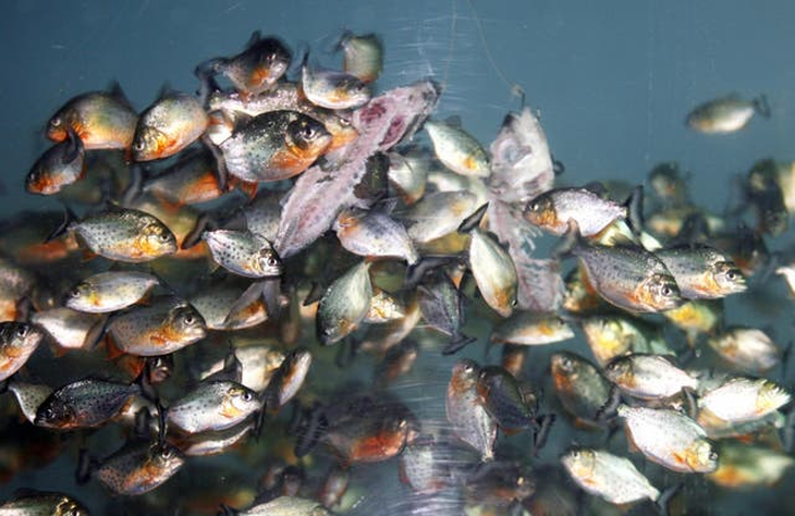 Malaysia báo động vì liên tiếp phát hiện sinh vật giống cá piranha - Ảnh 1.