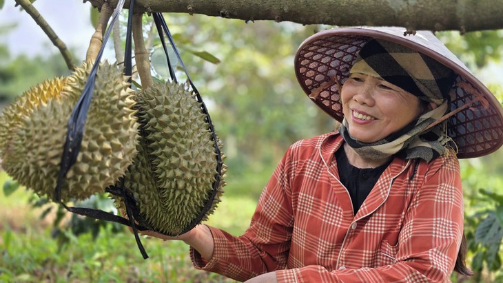 Dân Quảng Trị trồng thử sầu riêng, chất lượng trái ngang ngửa 'bản gốc' - Ảnh 1.