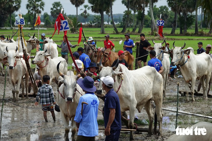 Sôi nổi đua bò vùng Bảy núi An Giang - Ảnh 2.