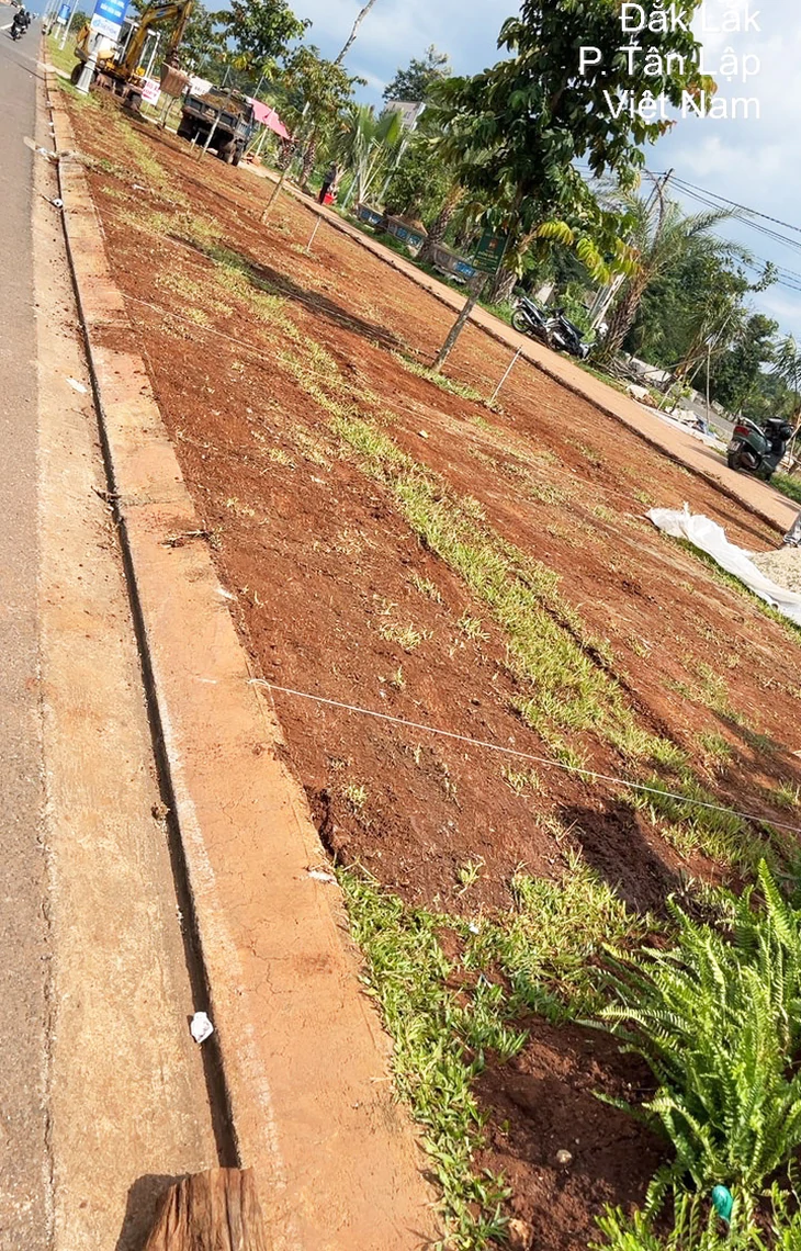 Chủ tổ hợp cà phê tự ý trồng cây xanh trên vỉa hè bị xử phạt? - Ảnh 1.