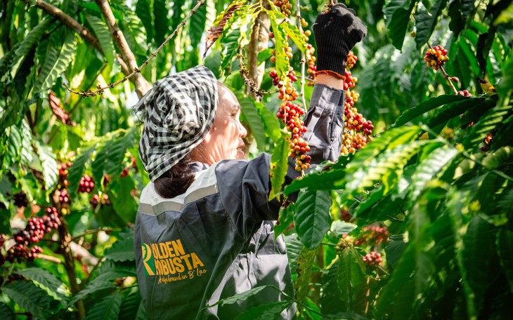 Năm chuyển đổi chiến lược để Robusta Việt có vị thế mới - Ảnh 7.