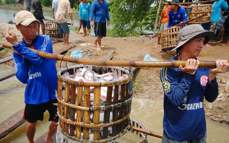 Giá cả đầu ngày: Chanh tăng giá gấp hơn 2 lần - Ảnh 3.