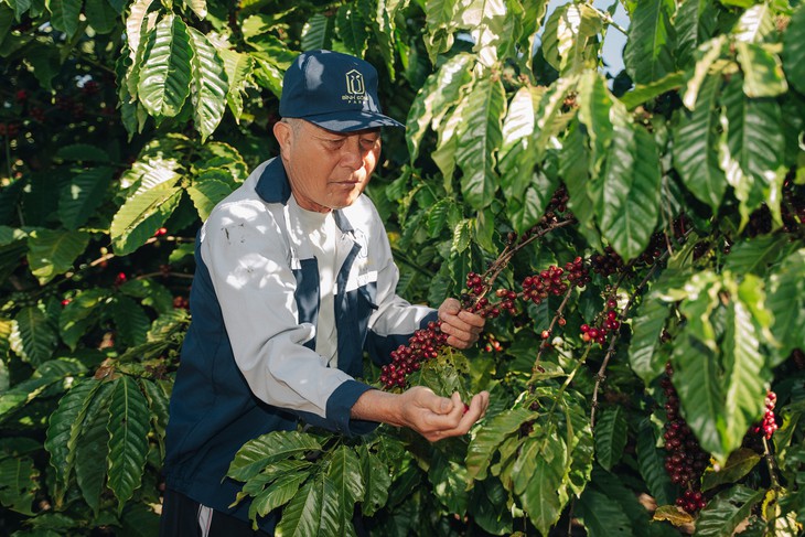 Năm chuyển đổi chiến lược để Robusta Việt có vị thế mới - Ảnh 2.