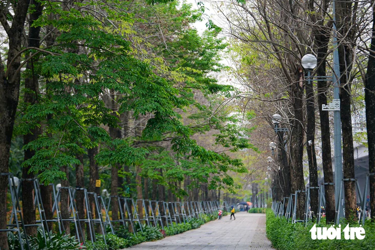 Hà Nội định hướng mỗi đường phố một loại cây - Ảnh 2.