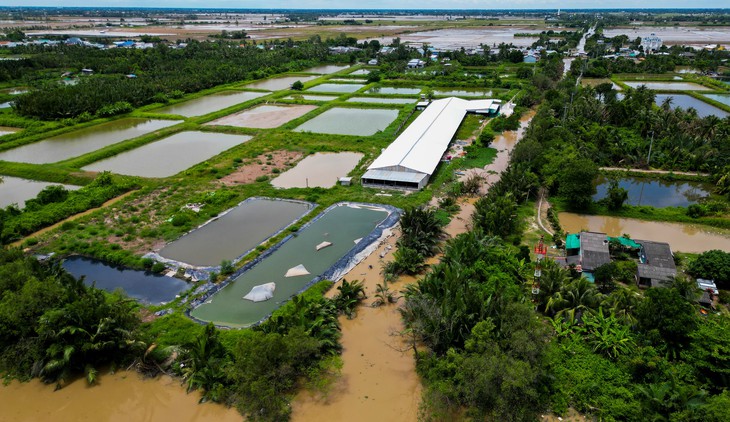 Cà Mau: Bà con gặp nhau hỏi thăm 'chỗ bạn có hôi thối không' vì trại heo 2.000 con - Ảnh 5.