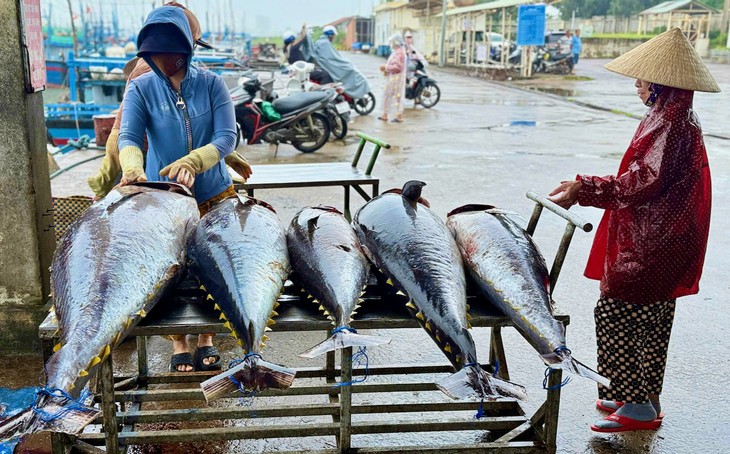 Ông Nguyễn Thanh Nghị ghi nhận kiến nghị gỡ khó giá cá ngừ - Ảnh 4.