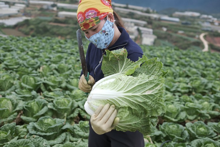 Giá cả đầu ngày: Giá rau Đà Lạt tăng trở lại, cà chua giảm hơn nửa, dưa hấu rục rịch vào vụ Tết - Ảnh 1.