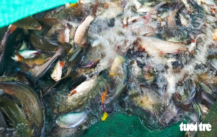 Đẩy côn, cất vó mùa nước nổi tràn đồng dính cá đồng phát ham - Ảnh 2.