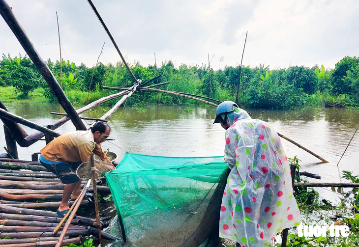 Đẩy côn, cất vó mùa nước nổi tràn đồng dính cá đồng phát ham - Ảnh 3.