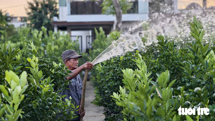 Quất Tết Hội An chưa vào vụ, thương lái đã đặt cọc từ sớm - Ảnh 2.