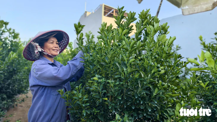 Quất Tết Hội An chưa vào vụ, thương lái đã đặt cọc từ sớm - Ảnh 5.
