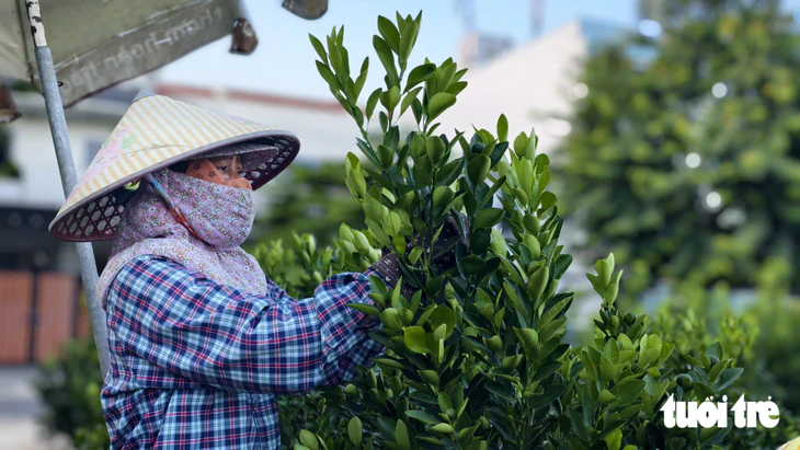 Quất Tết Hội An chưa vào vụ, thương lái đã đặt cọc từ sớm - Ảnh 6.