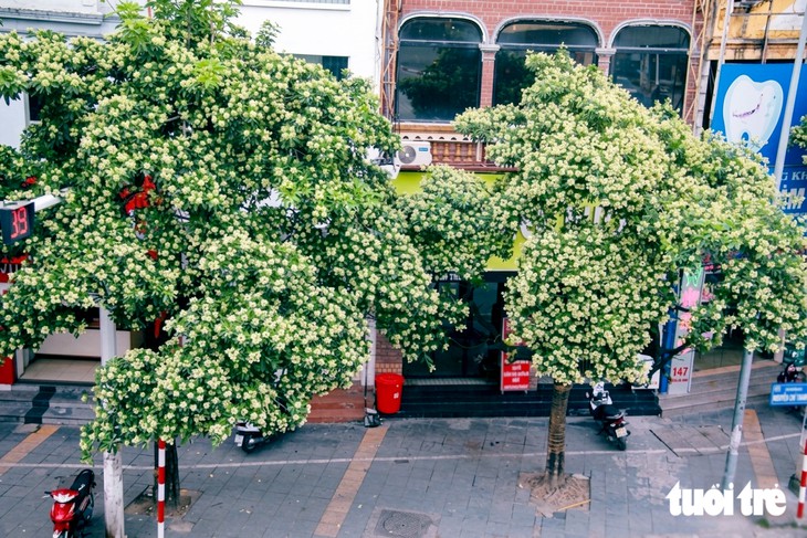 Hà Nội khẳng định chưa thực hiện đánh chuyển, tỉa bớt cây hoa sữa ra khỏi khu dân cư - Ảnh 2.