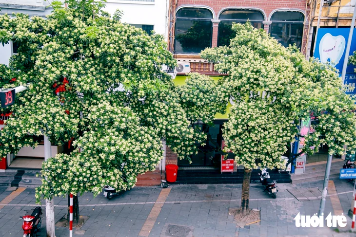 Hà Nội điều chỉnh mật độ hoa sữa để cải thiện môi trường sống cho người dân - Ảnh 2.