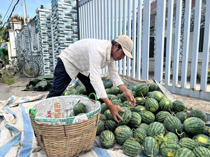 Giá cả đầu ngày: Giá rau Đà Lạt tăng trở lại, cà chua giảm hơn nửa, dưa hấu rục rịch vào vụ Tết - Ảnh 4.