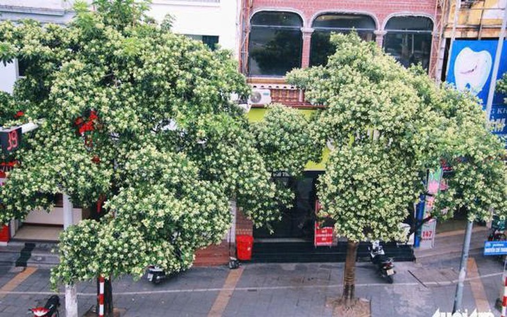 Lãnh đạo Hà Nội giao Sở Xây dựng đề xuất phương án dịch chuyển một phần cây hoa sữa tới vị trí phù hợp  - Ảnh 3.