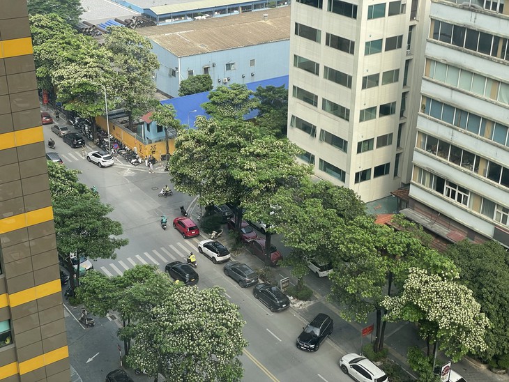 Dân mạng chia phe vì hoa sữa, chung cư phải phun nước cho rụng bớt - Ảnh 2.