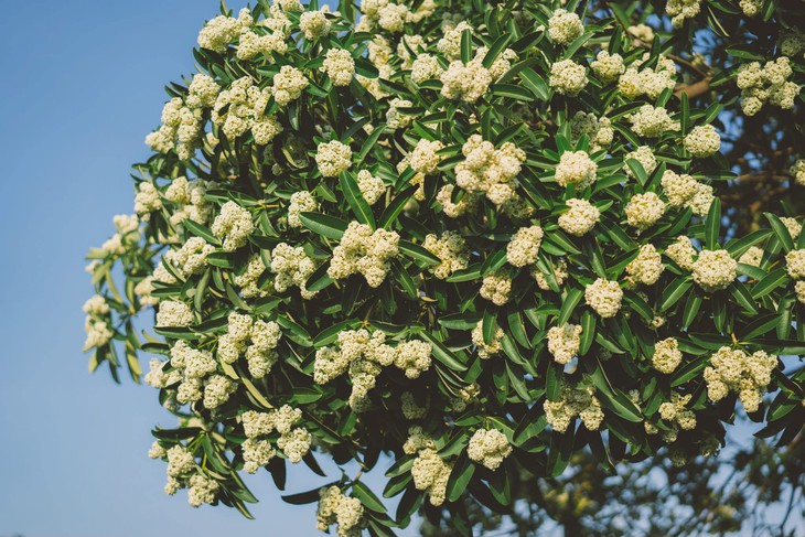 Dân mạng chia phe vì hoa sữa, chung cư phải phun nước cho rụng bớt - Ảnh 1.