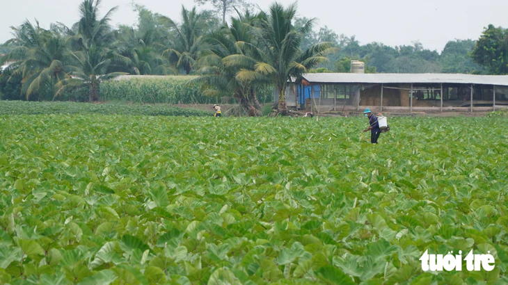 Trồng rau màu 400ha mùa nước nổi giá bán tăng 20%-30% - Ảnh 1.