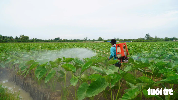 Trồng rau màu 400ha mùa nước nổi giá bán tăng 20%-30% - Ảnh 2.