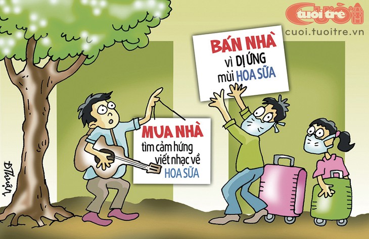 Bán nhà vì hoa sữa, mua nhà cũng vì hoa sữa - Ảnh 1.