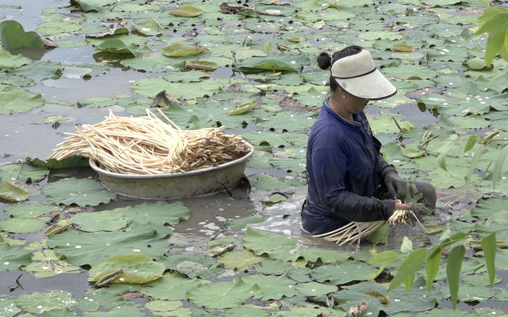 Cuộc thi Lan tỏa năng lượng tích cực 2026: Mùa nước nổi, nông dân trồng rau màu bán giá cao hơn 20-30% - Ảnh 2.