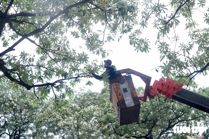 Công nhân cầm kéo cắt tỉa từng bông hoa sữa trên phố Hà Nội - Ảnh 5.