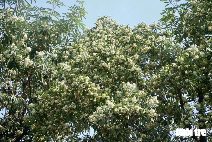 Công nhân cầm kéo cắt tỉa từng bông hoa sữa trên phố Hà Nội - Ảnh 15.
