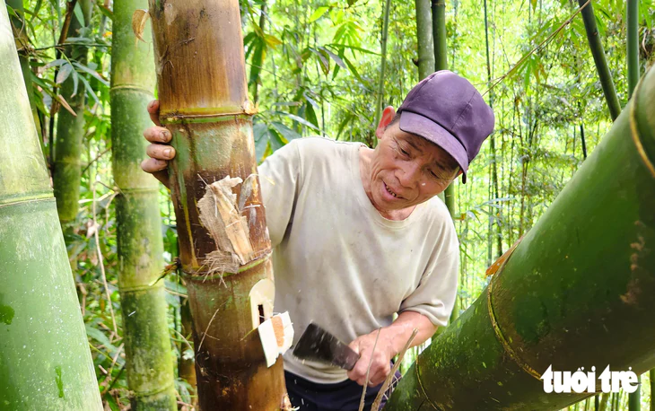Đi săn sâu măng, món ăn độc đáo giá 250-300 ngàn/kg nhưng không dễ mua - Ảnh 2.
