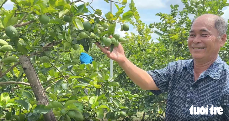 Chanh không hạt của nông dân Đồng Tháp đi Châu Âu hàng trăm tấn mỗi năm   - Ảnh 1.