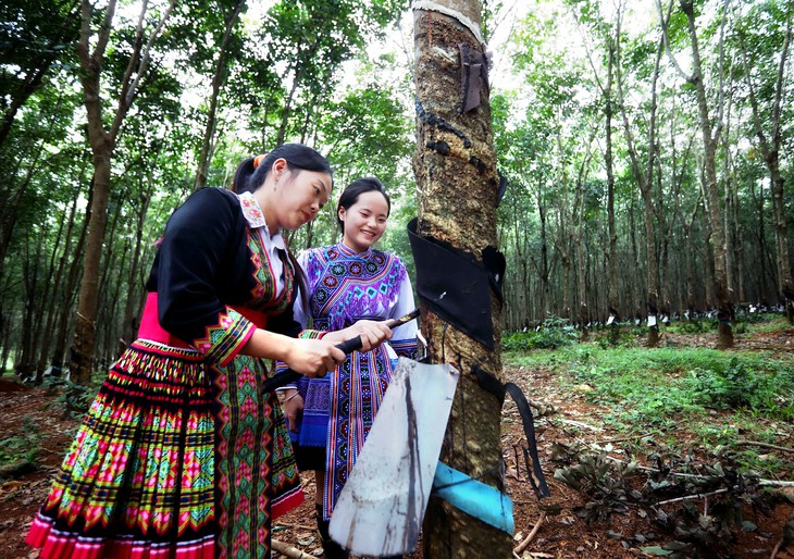 Ngành cao su Việt Nam qua 97 năm phát triển - Ảnh 1.