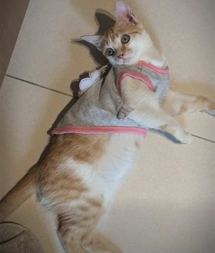 Bé mèo trong 'Sao nhập ngũ' đổi đời nhờ Văn Mai Hương - Ảnh 4.