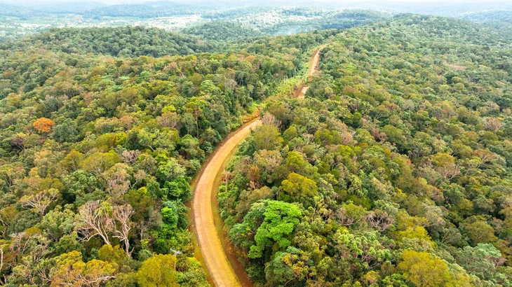 Có gần 826.000ha rừng, Quảng Ngãi tính chuyện thu tiền từ carbon - Ảnh 1.