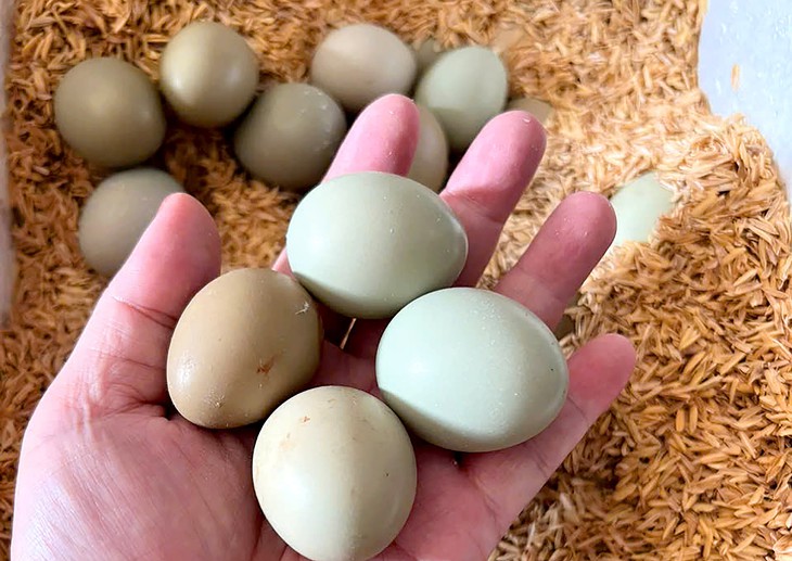 Giá cả đầu ngày: Trứng chim trĩ hút khách, giá rau củ vẫn neo cao, Cần Thơ dự trữ gần 3.000 tỉ đồng hàng Tết - Ảnh 2.