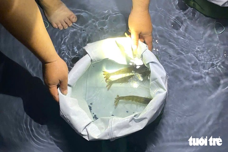 Tự chủ nguồn giống, bài toán lớn của ngành tôm Việt Nam - Ảnh 2.