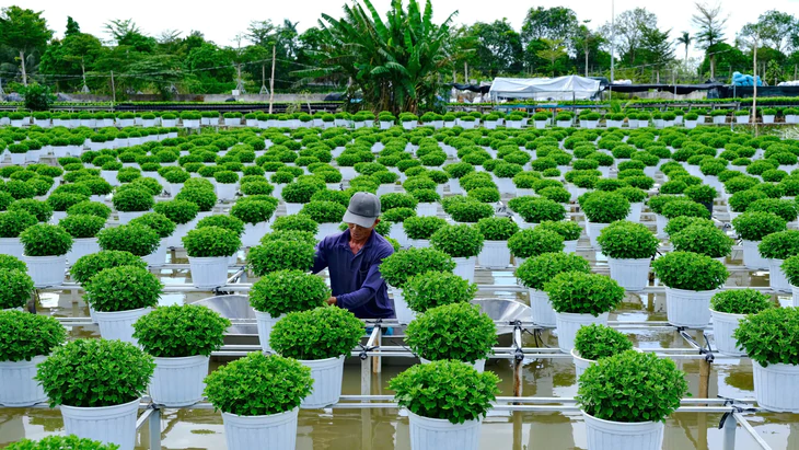 Giá cả đầu ngày: Nhà vườn miền Tây vào vụ hoa Tết, chuẩn bị hàng triệu giỏ hoa,  - Ảnh 2.