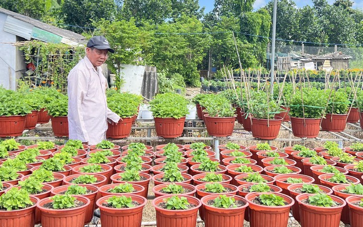 Giá cả đầu ngày: Hạt đác tươi giá từ 65.000 đồng/kg - Ảnh 3.