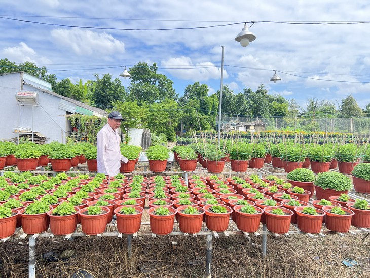 Giá cả đầu ngày: Nhà vườn miền Tây vào vụ hoa Tết, chuẩn bị hàng triệu giỏ hoa,  - Ảnh 1.