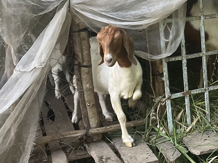 Giá cả đầu ngày: Hoa hồng tăng gấp đôi trước ngày 20-10, thanh long miền Tây phục hồi sau thời gian chạm đáy, giá dê hơi cũng đi lên - Ảnh 4.
