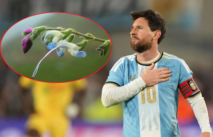 Loài hoa vừa mang tên Messi đã sắp… tuyệt chủng - Ảnh 1.
