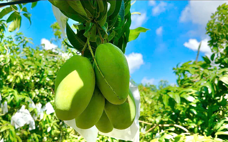 Giá cả đầu ngày: Giá mít ruột đỏ hạ nhiệt, mỹ phẩm mua 1 tặng 1 dịp 20-10 - Ảnh 5.
