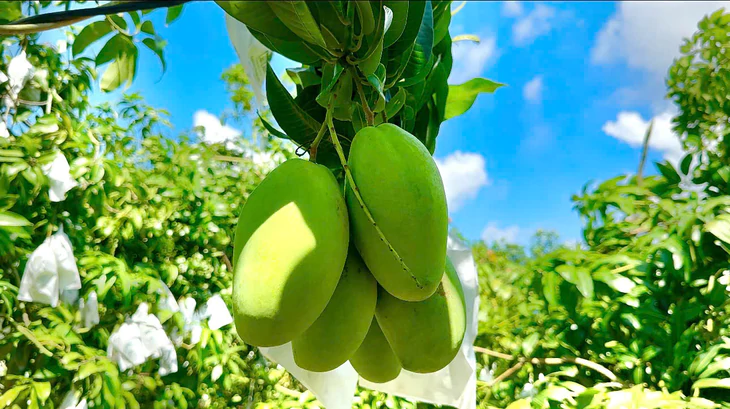 Giá xoài miền Tây ổn định, nhiều nhà vườn thu hoạch rộ để cung ứng xoài xuất khẩu - Ảnh 2.