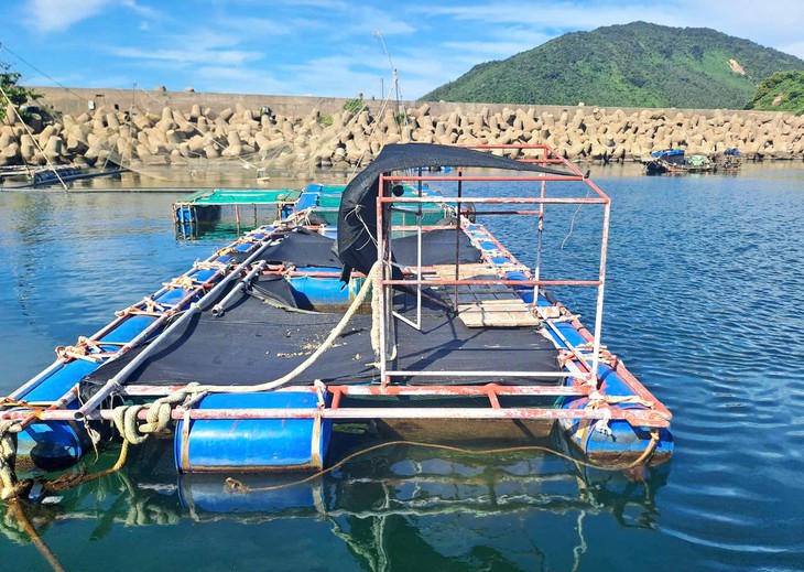 Cá nuôi lồng bè và cá tự nhiên chết dạt vào bờ biển - Ảnh 1.