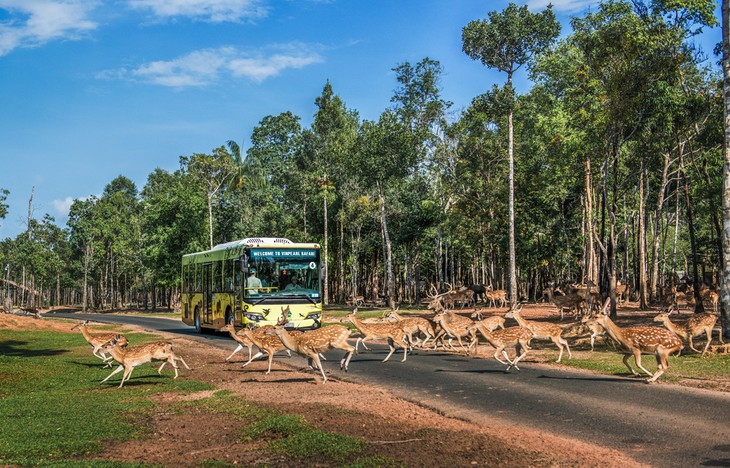 Nắm giữ 'kỷ lục kép' thế giới - Vinpearl Safari Phú Quốc quy mô cỡ nào? - Ảnh 1.