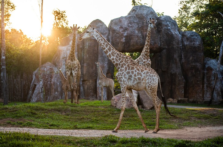 Nắm giữ 'kỷ lục kép' thế giới - Vinpearl Safari Phú Quốc quy mô cỡ nào? - Ảnh 6.