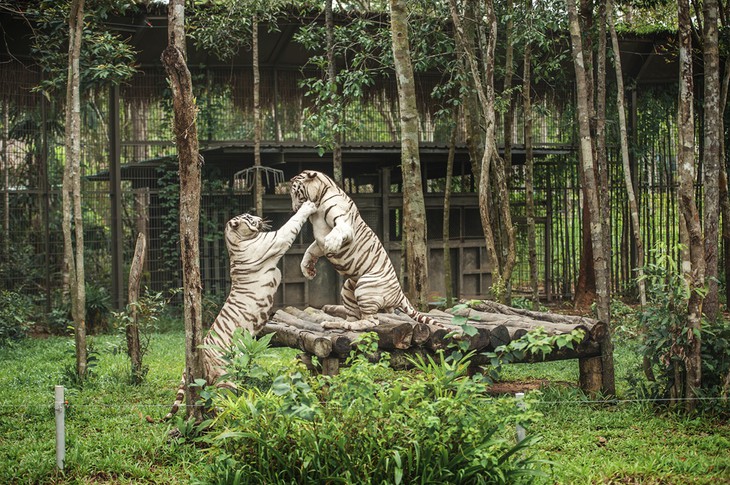 Nắm giữ 'kỷ lục kép' thế giới - Vinpearl Safari Phú Quốc quy mô cỡ nào? - Ảnh 4.